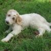 Parti White & Apricot F1B Goldendoodle Female Puppy Born May 11! Health-Tested Parents! Medium Sz!