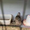 Pharaoh brown quail group of 5