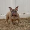 American bully