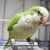 Quaker Monk Parrots for sale.