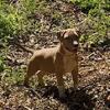 12 week Abkc American Bullies