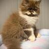 Persian Mix Boy SOLD