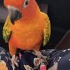Hand fed tame female red factor sun conure