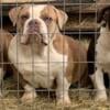 Solid American Bully females