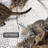 Bengal cat Bengal cat. They are 9 weeks old, ready for a new home, potty trained, have lots of energy and lots of love.