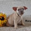 Adorable AKC Frenchie puppies. Dad is a FLUFFY. 