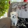 AKC registers Bichon puppies. Females.