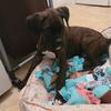 Ready to go !! akc boxer 