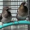 Society finches