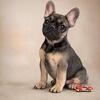 Quality French bulldog