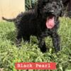 Female black Golden Doodles