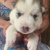 6 Siberian husky puppies born the end of april