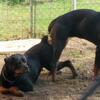 Rottweiler pups coming soon