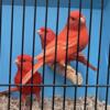 Red factor canaries for sale