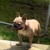 Female French Bulldog