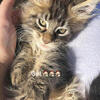 GORGEOUS MAINECOON BIG FEMALE txt 980-616-0124