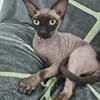 Adult Male Black Sphynx