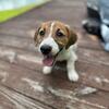 Energetic & Affectionate Jack Russell Terrier Puppy – Looking for His Forever Home! 🐶💙