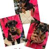 MINIATURE PINCHER PUPPIES