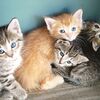 CUTE KITTENS-ALL COLORS