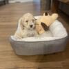 10 week old male Cavapoo for Sale