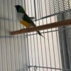 Lady Gouldian finch. Live arrivals guarantee.