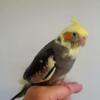 Young Pied Cockatiel For Sale.