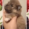 Pomeranian puppies Blue Merle bloodline i