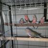 Bourke Parakeets Seven Available