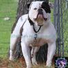 American bulldog male