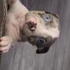 American bully 