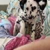 Dalmatian puppy available to good home