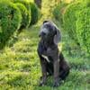 Champion bloodline female blue cane Corso full breeding papers