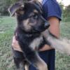 Purebred, AKC registered, 2 month old male German Sheperd