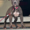 American Bully, Pocket Bully 