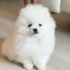 Male Pomeranian puppy looking for a new home 