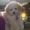 Female Toy Poodle for sale!!