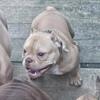 Female bully