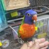 Bird Rainbow lorikeet