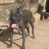 KeysPresaCanarios has pups available Contact for Info