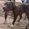 Sweet American bully babies