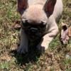 AKC French bulldogs for an affordable price