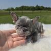 Akc runt female lilac white with tan french bulldog puppies for sale.
