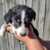 Border collie puppies