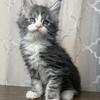 Maine coon kittens available 