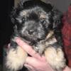 Shihpoo