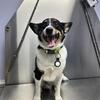 Corgi Australian Shepherd Mix
