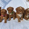 Mini F1bb Goldendoodles - Ready 7/10/2025