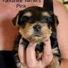 AKC Genetically Health tested