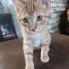 Handsome orange kitten for rehoming